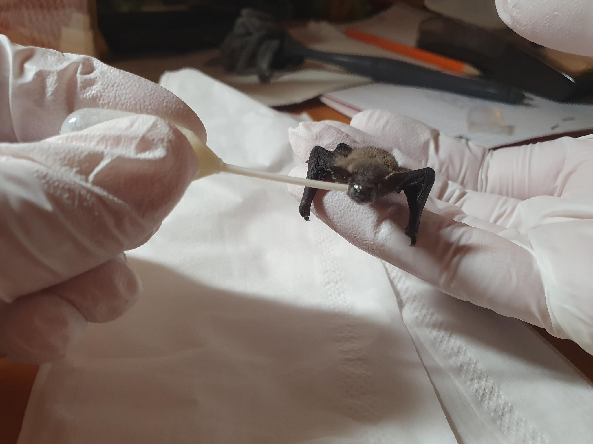 Bat Care