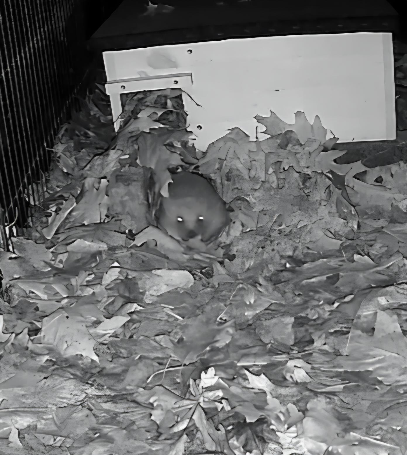 Hedgehog Care