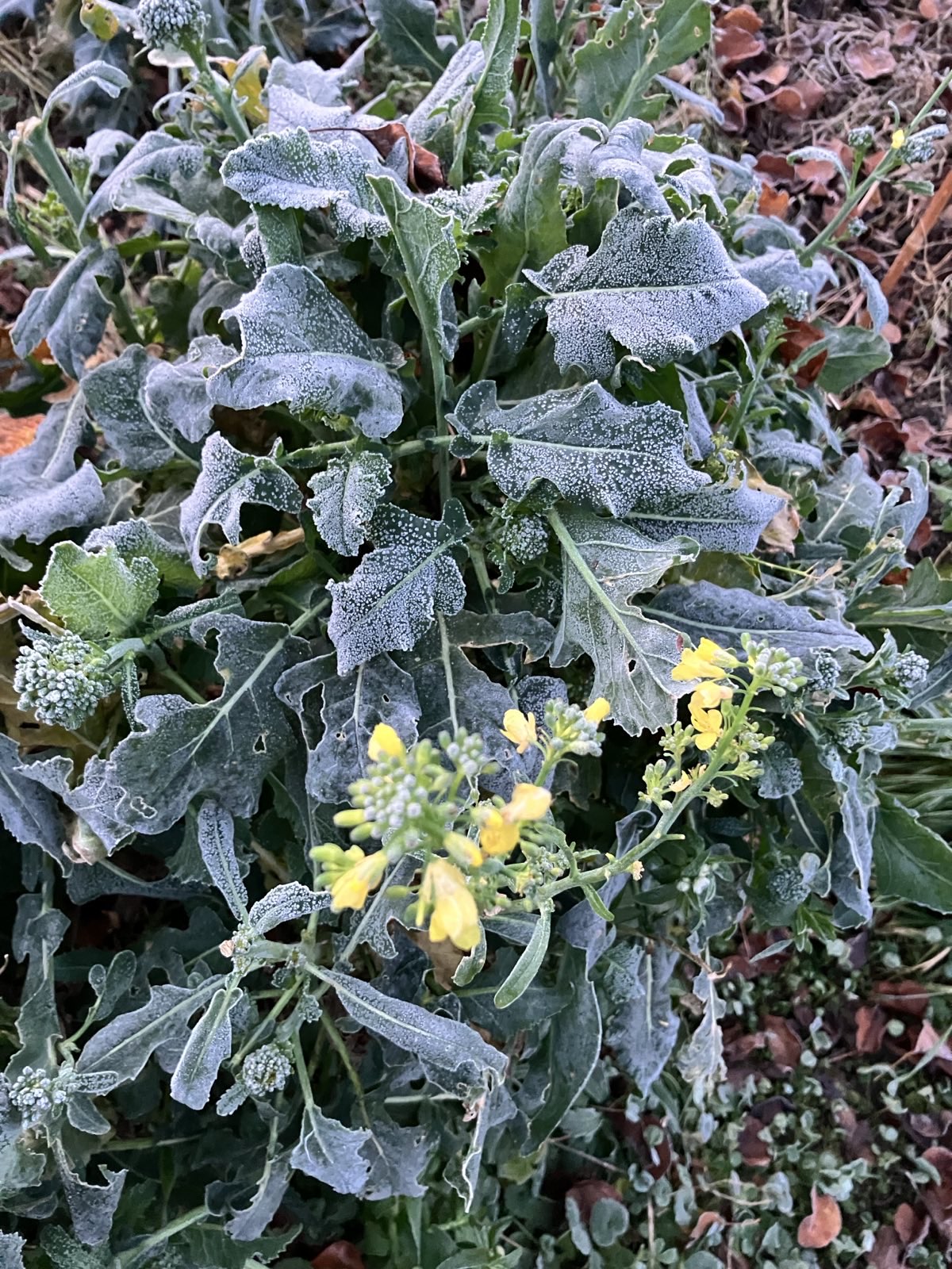 Vegetable Garden 02