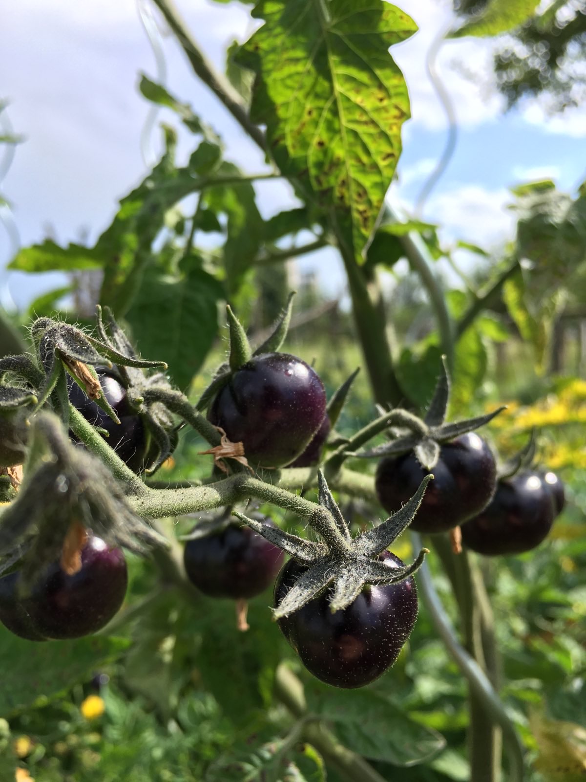 Vegetable Garden 03