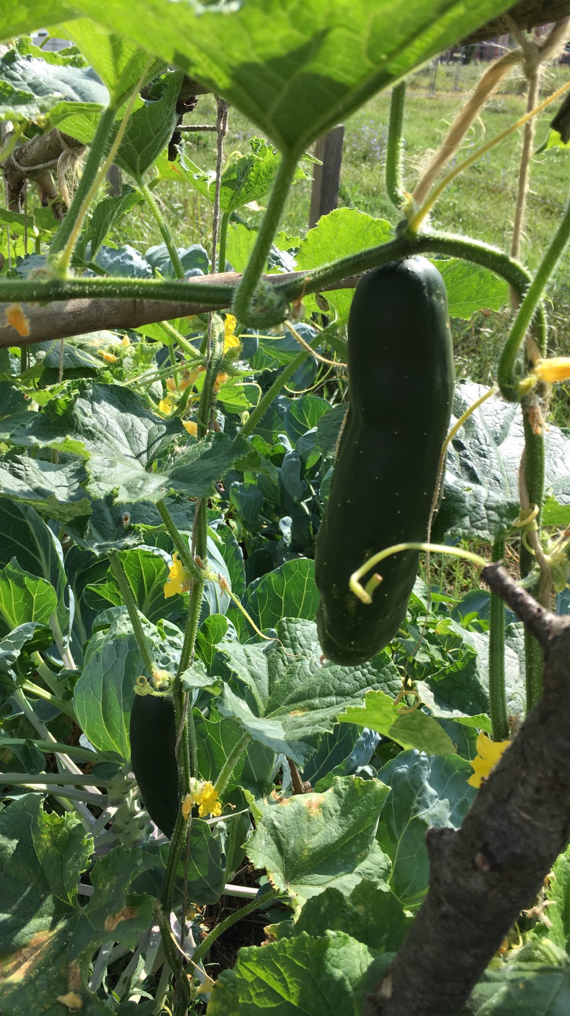 Vegetable Garden 04