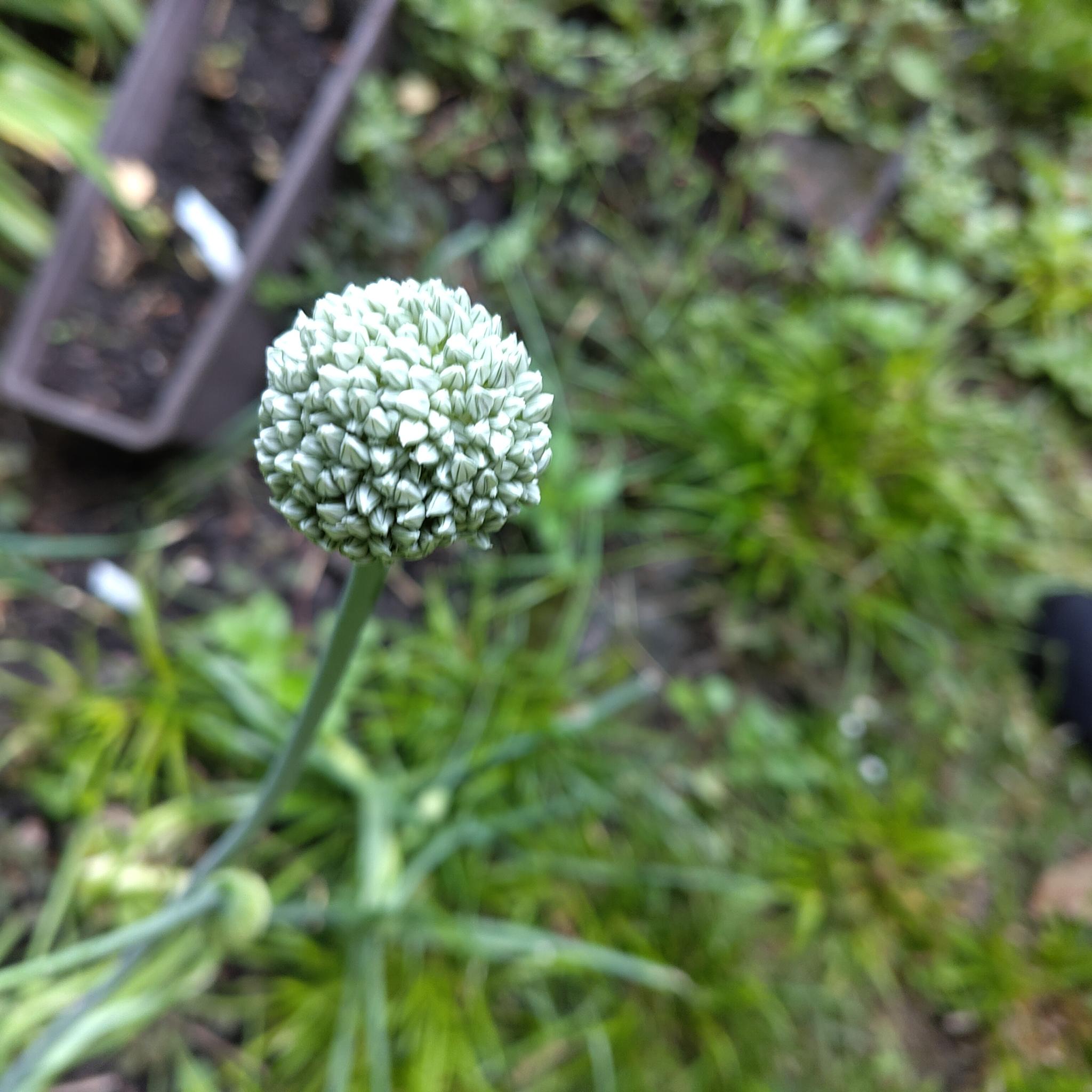 Vegetable Garden 05