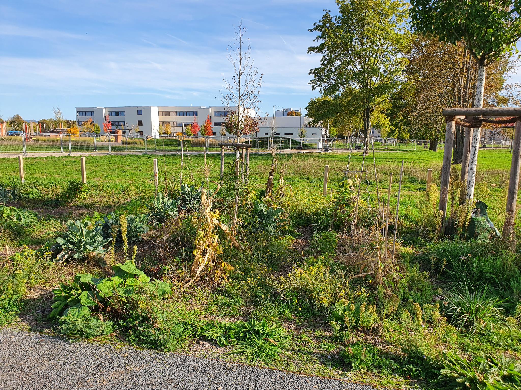 Vegetable Garden 07