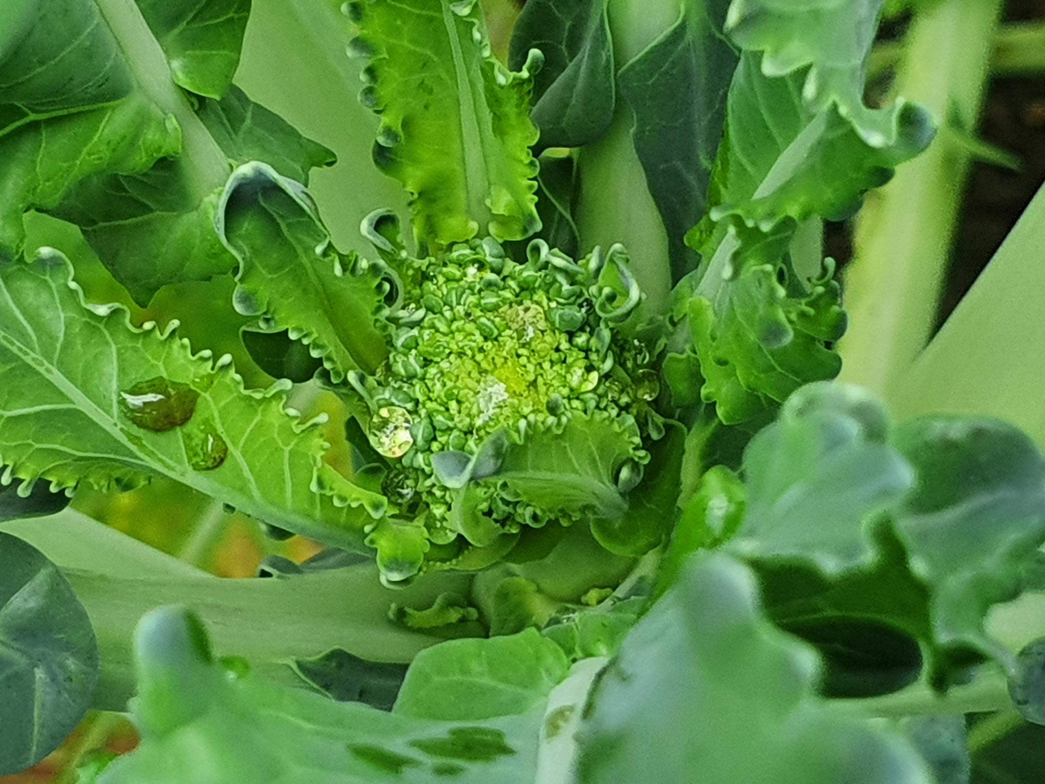 Vegetable Garden 08