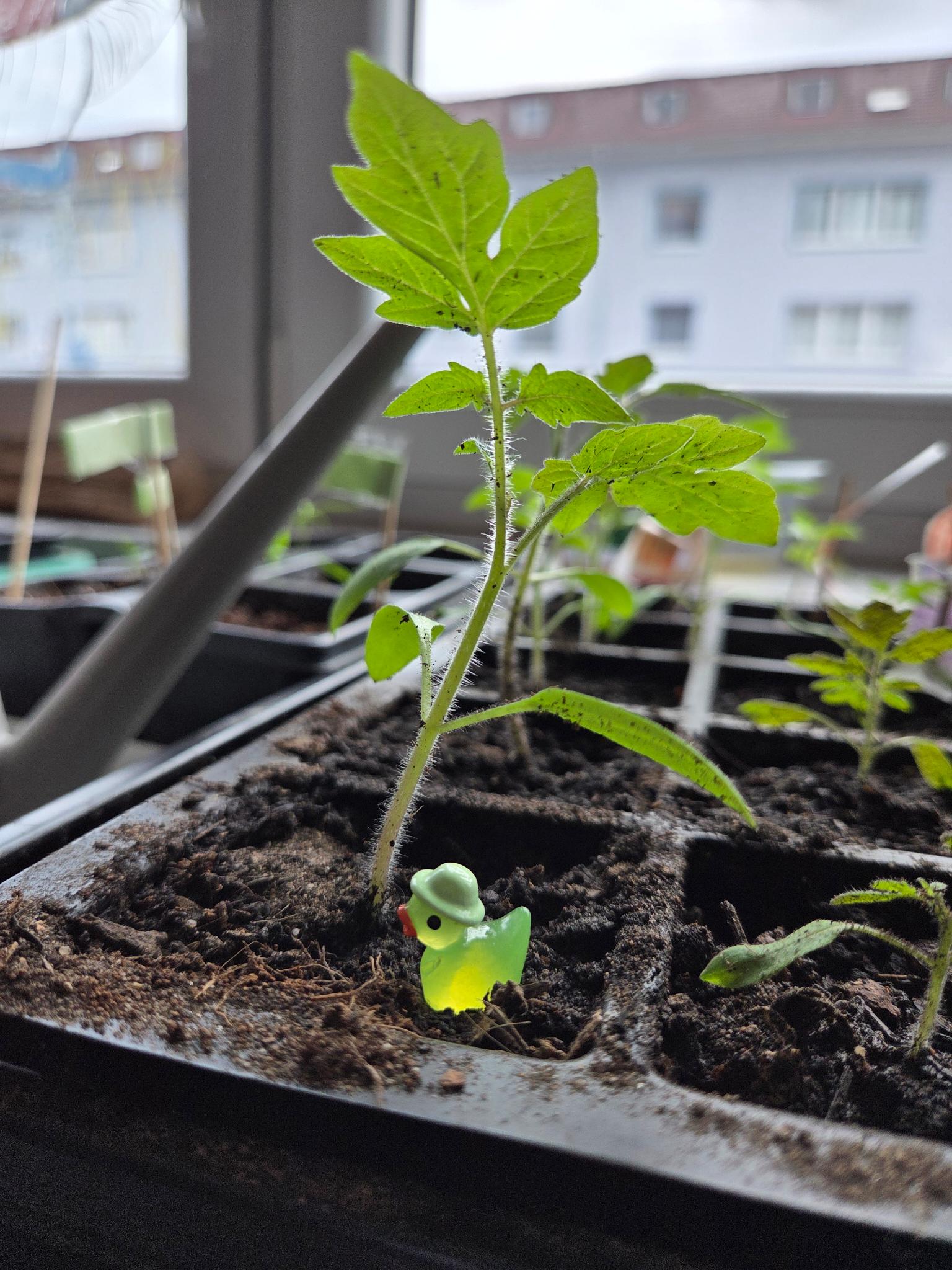 Vegetable Garden 09