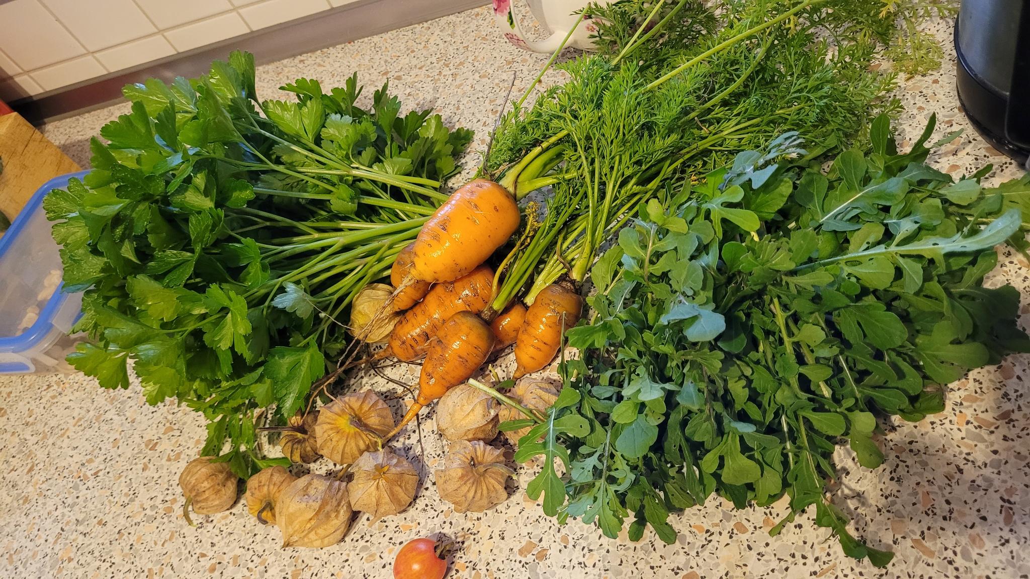 Vegetable Garden 10