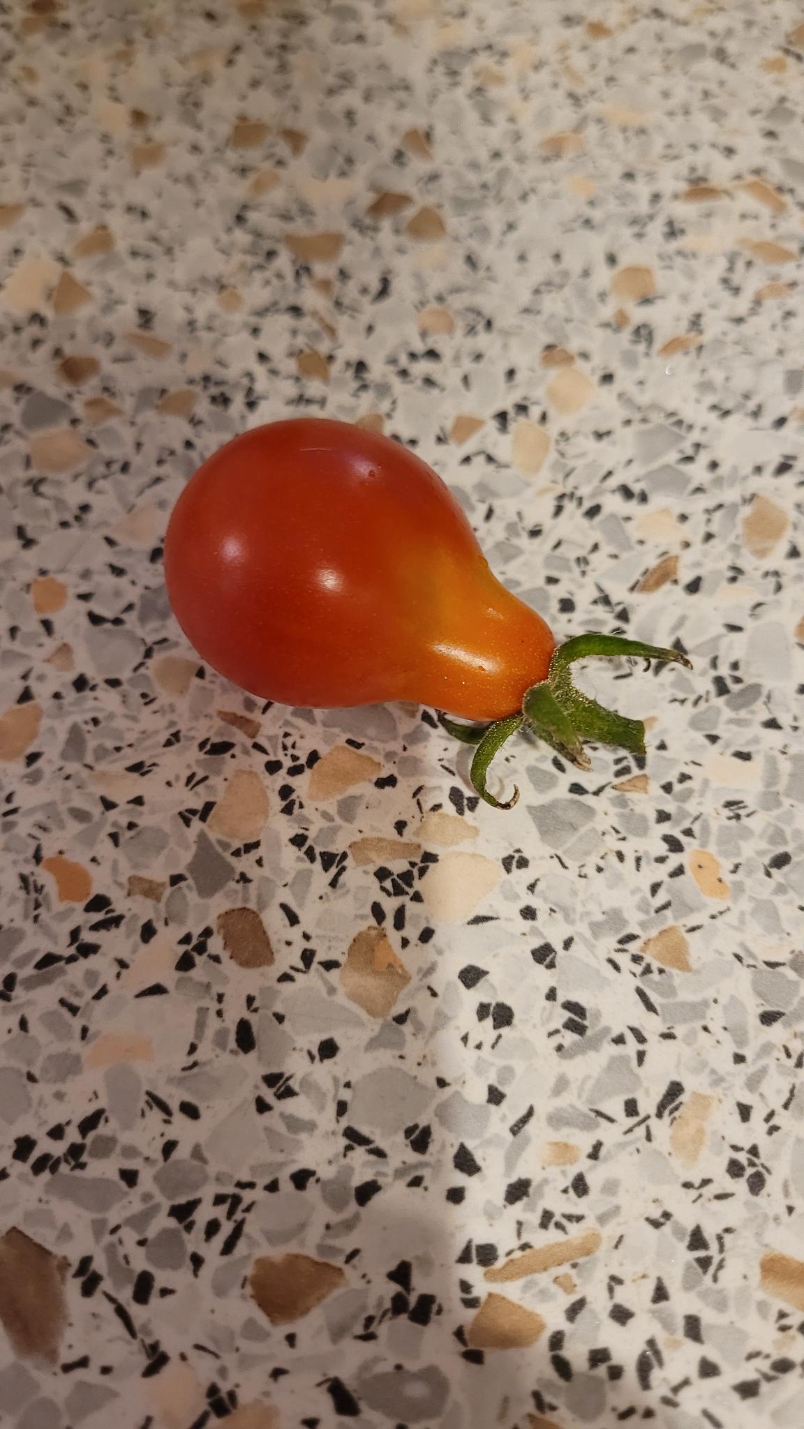 Vegetable Garden 12