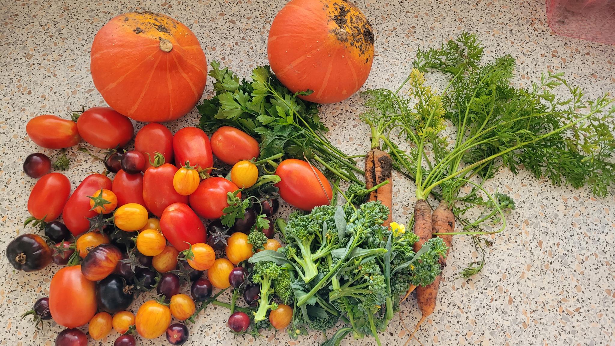 Vegetable Garden 13