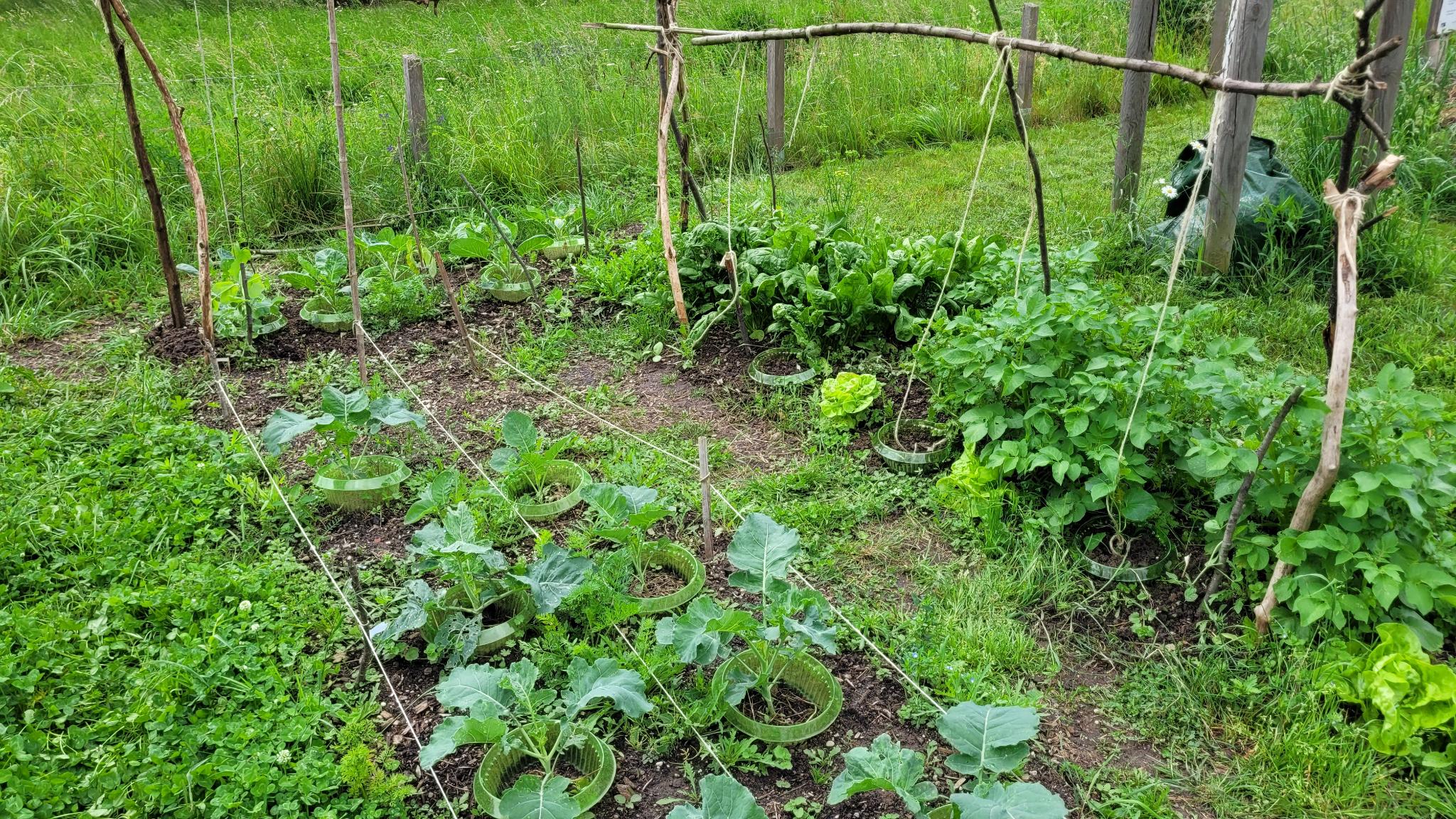 Vegetable Garden 15