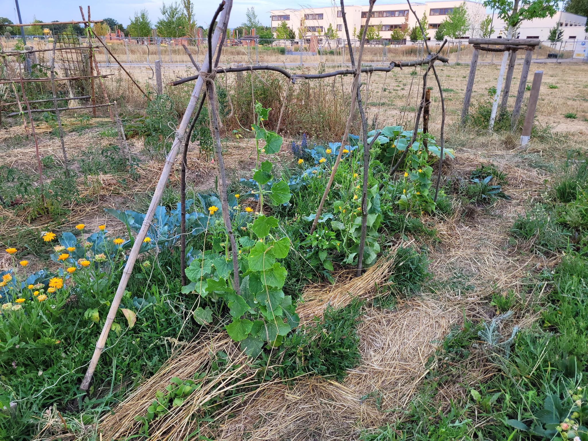 Vegetable Garden 16