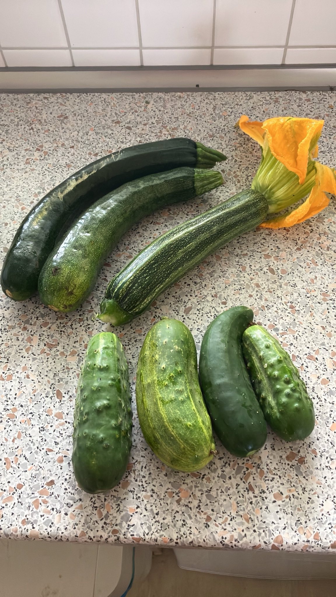 Vegetable Garden 17