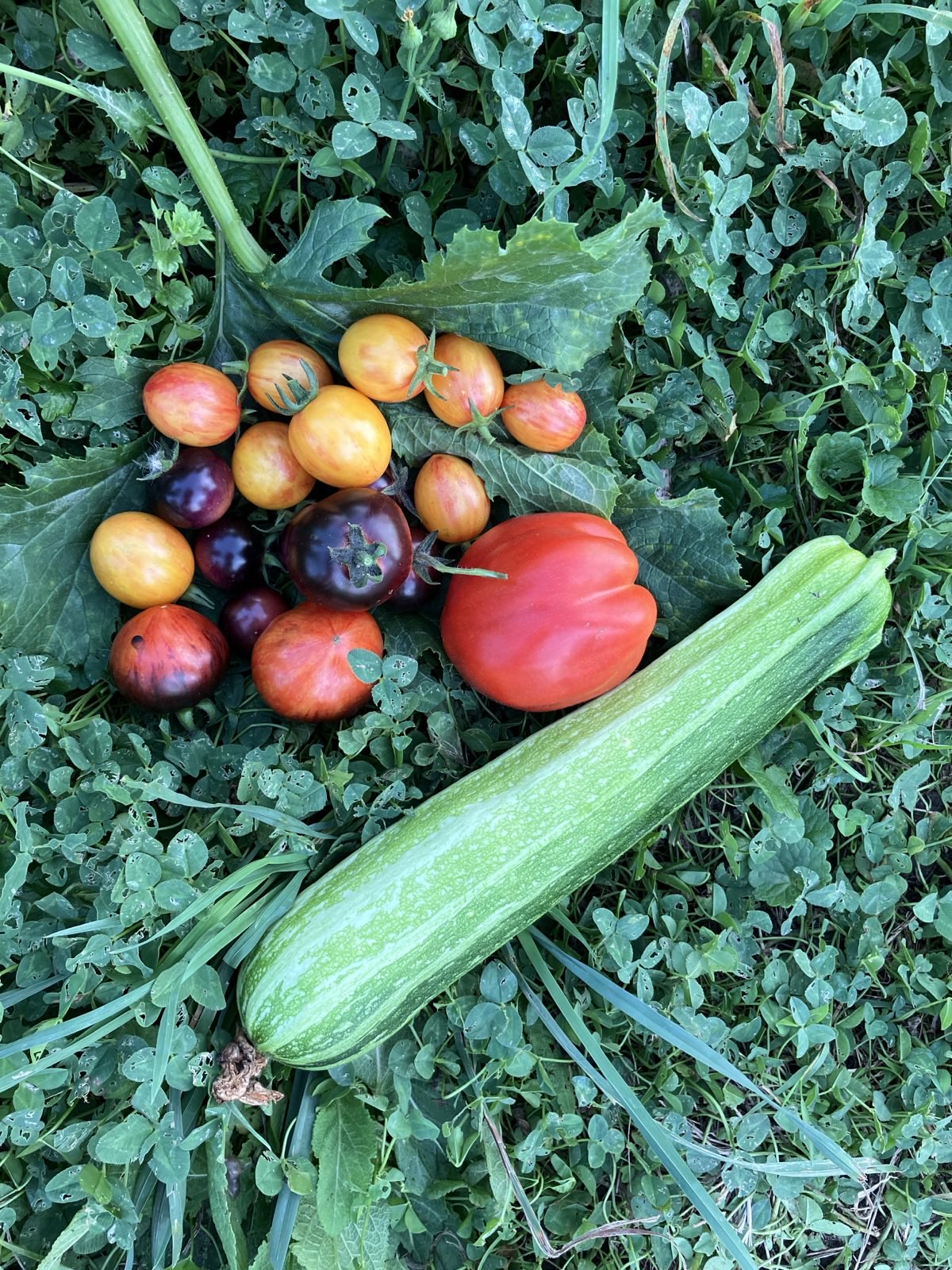 Vegetable Garden 18
